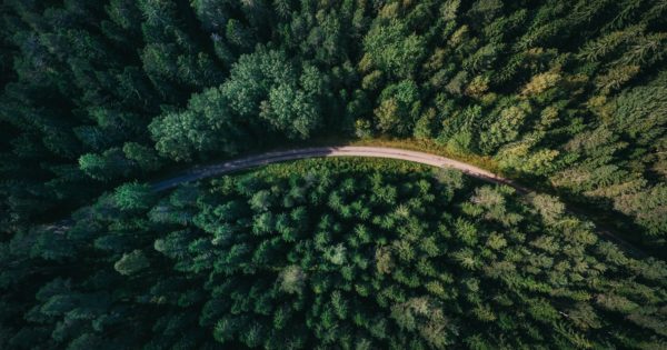 Forestry