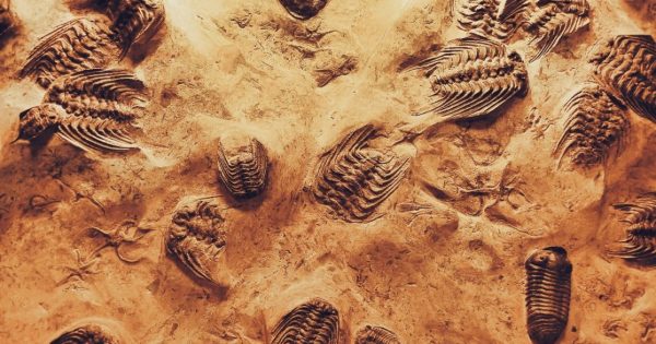 de-fossilize your business
