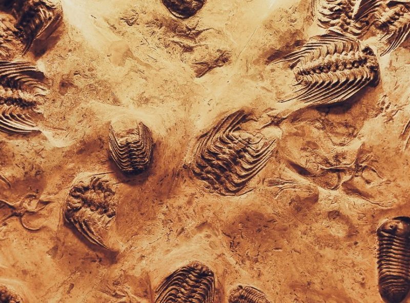 de-fossilize your business